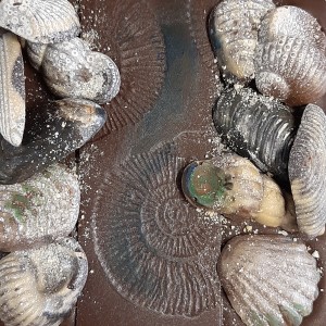 tablet met schelpen / sea shells